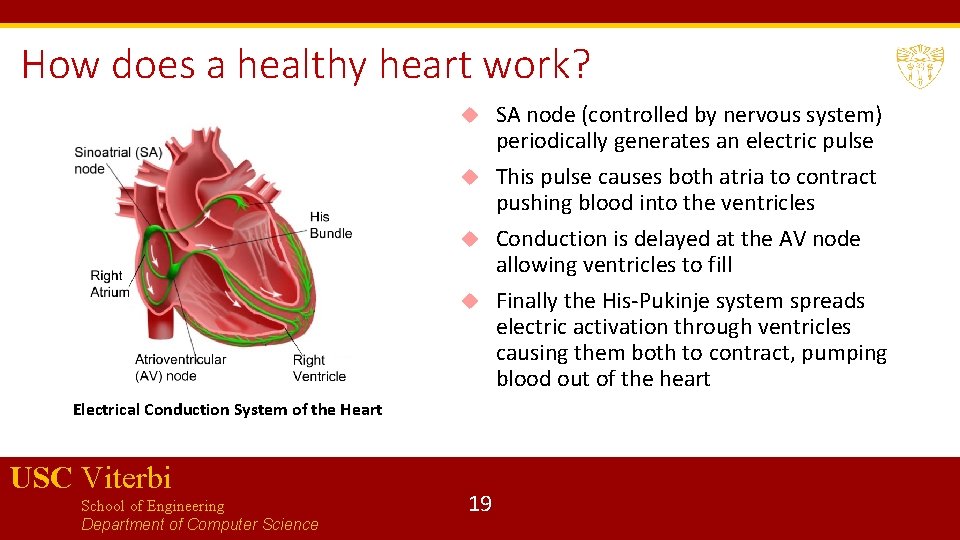 How does a healthy heart work? SA node (controlled by nervous system) periodically generates