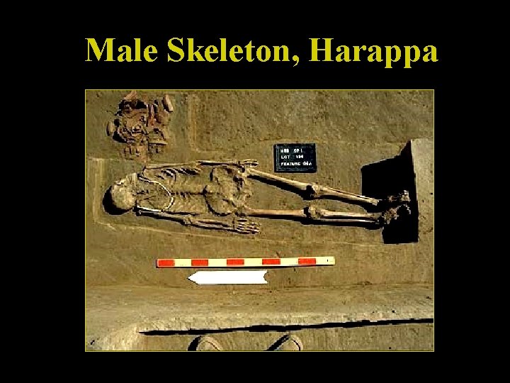 Male Skeleton, Harappa 