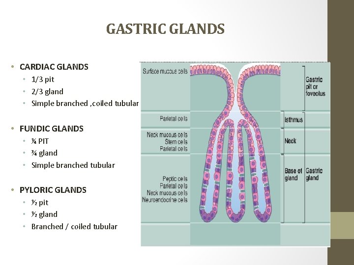 GASTRIC GLANDS • CARDIAC GLANDS • 1/3 pit • 2/3 gland • Simple branched