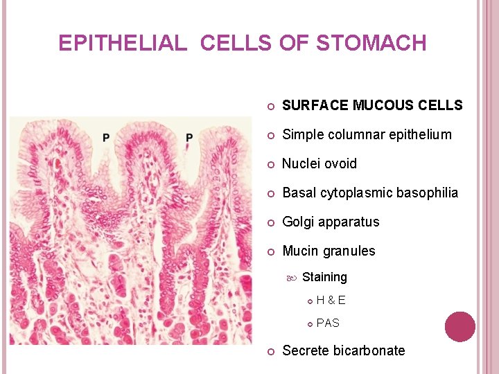EPITHELIAL CELLS OF STOMACH SURFACE MUCOUS CELLS Simple columnar epithelium Nuclei ovoid Basal cytoplasmic