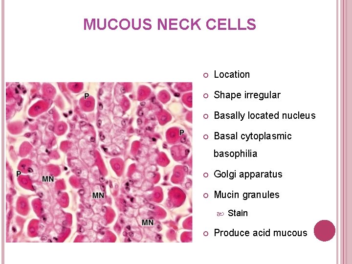 MUCOUS NECK CELLS Location Shape irregular Basally located nucleus Basal cytoplasmic basophilia Golgi apparatus
