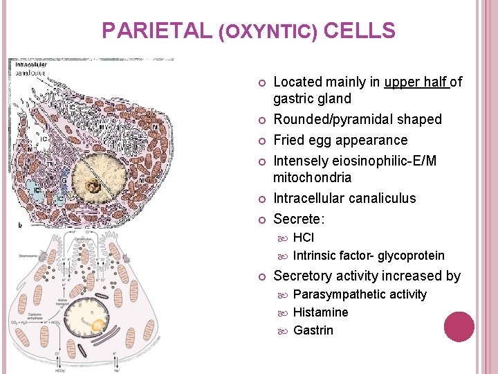 PARIETAL (OXYNTIC) CELLS Located mainly in upper half of gastric gland Rounded/pyramidal shaped Fried
