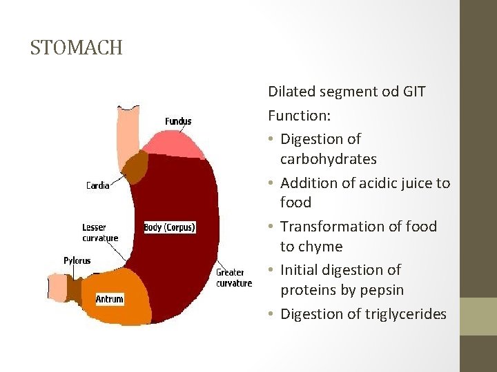 STOMACH Dilated segment od GIT Function: • Digestion of carbohydrates • Addition of acidic