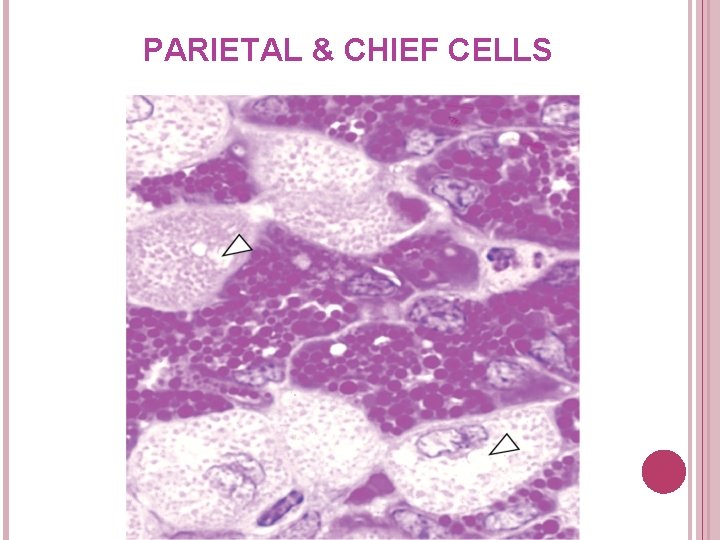 PARIETAL & CHIEF CELLS 
