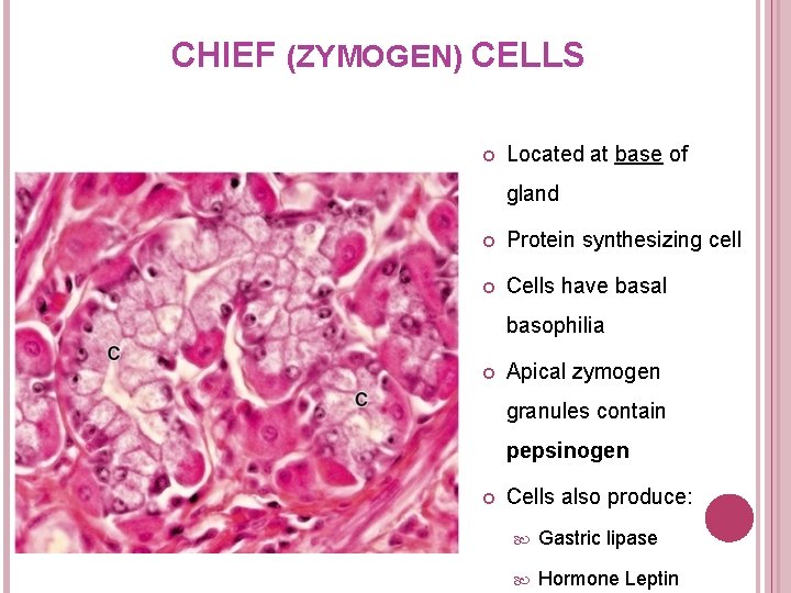CHIEF (ZYMOGEN) CELLS Located at base of gland Protein synthesizing cell Cells have basal