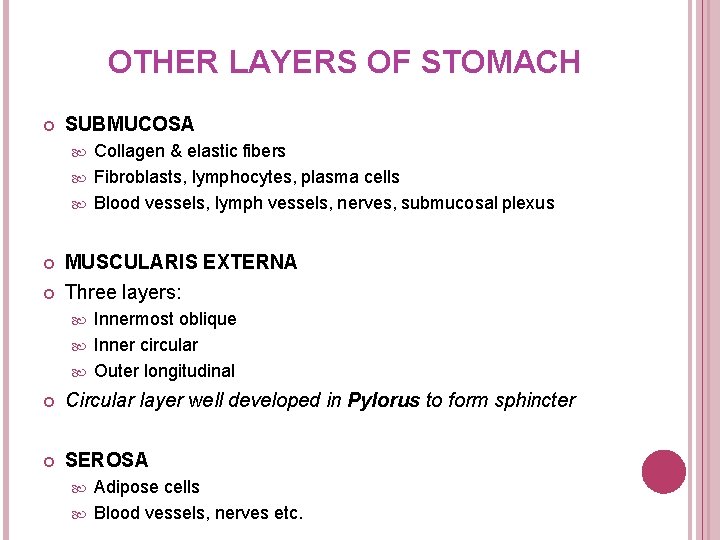 OTHER LAYERS OF STOMACH SUBMUCOSA Collagen & elastic fibers Fibroblasts, lymphocytes, plasma cells Blood