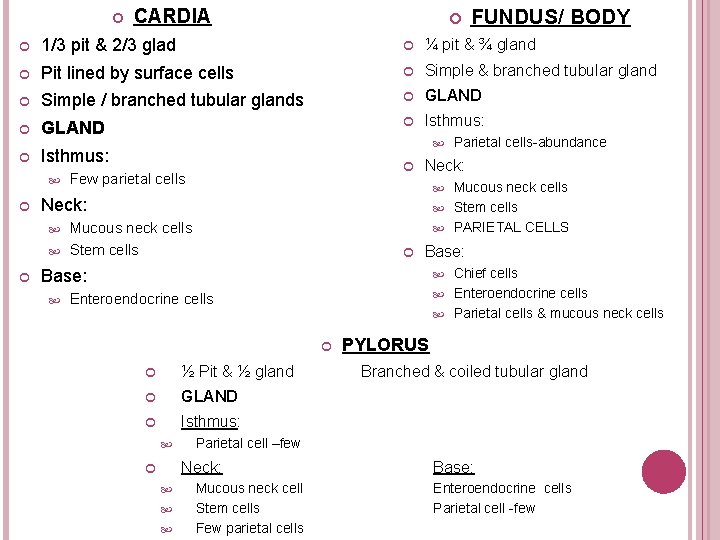  CARDIA FUNDUS/ BODY 1/3 pit & 2/3 glad ¼ pit & ¾ gland