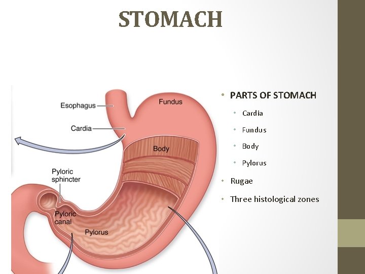 STOMACH • PARTS OF STOMACH • Cardia • Fundus • Body • Pylorus •