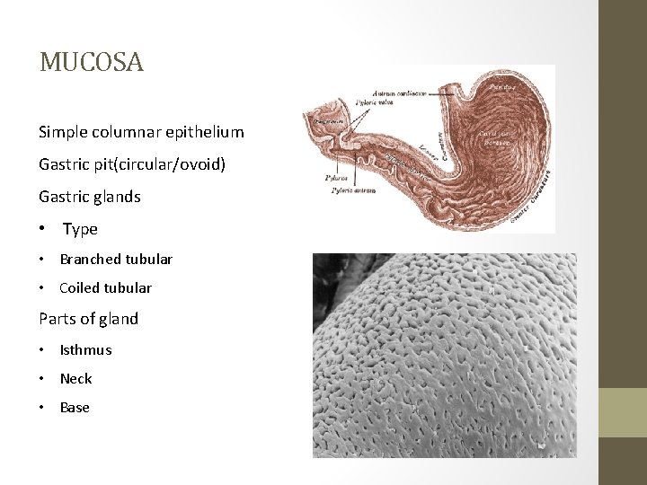 MUCOSA Simple columnar epithelium Gastric pit(circular/ovoid) Gastric glands • Type • Branched tubular •
