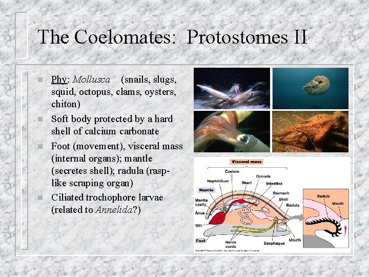 The Coelomates: Protostomes II n n Phy: Mollusca (snails, slugs, squid, octopus, clams, oysters,