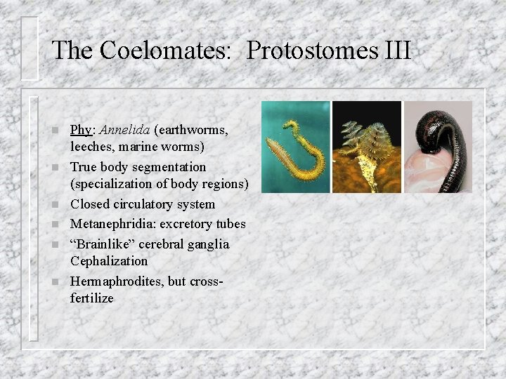 The Coelomates: Protostomes III n n n Phy: Annelida (earthworms, leeches, marine worms) True