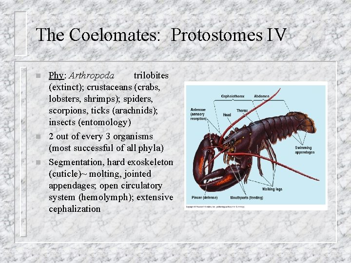 The Coelomates: Protostomes IV n n n Phy: Arthropoda trilobites (extinct); crustaceans (crabs, lobsters,
