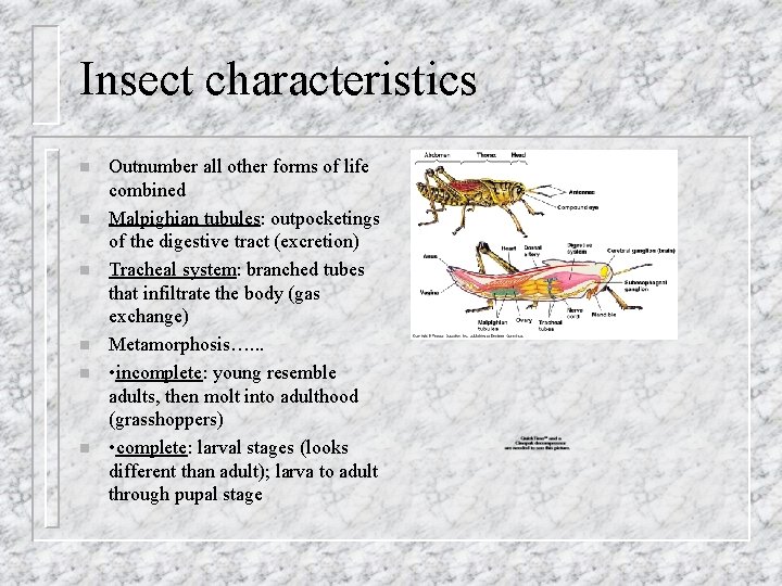 Insect characteristics n n n Outnumber all other forms of life combined Malpighian tubules: