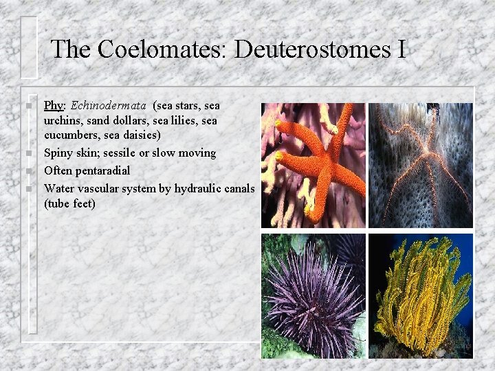 The Coelomates: Deuterostomes I n n Phy: Echinodermata (sea stars, sea urchins, sand dollars,