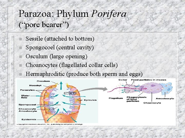 Parazoa: Phylum Porifera (“pore bearer”) n n n Sessile (attached to bottom) Spongocoel (central