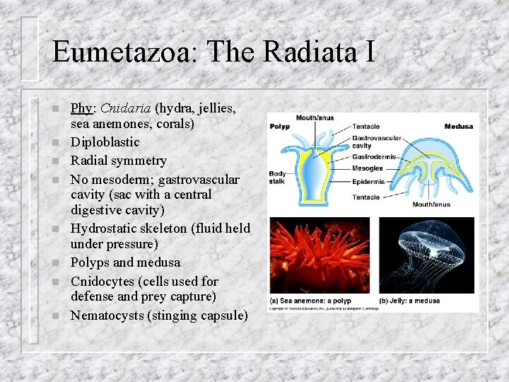 Eumetazoa: The Radiata I n n n n Phy: Cnidaria (hydra, jellies, sea anemones,