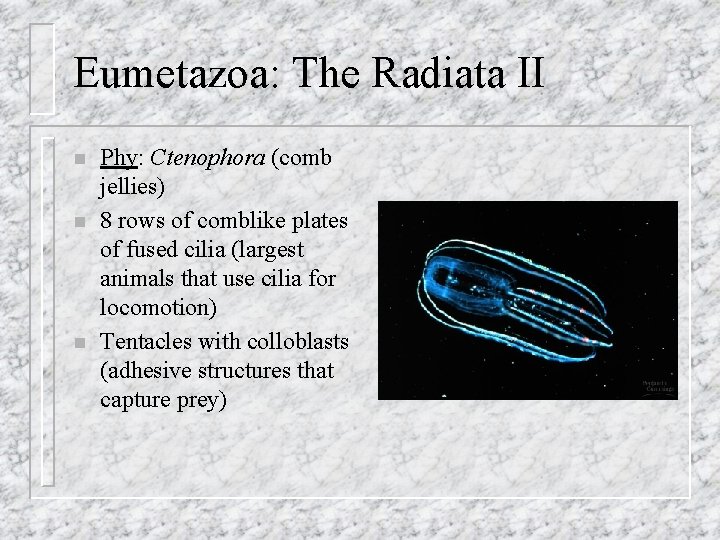Eumetazoa: The Radiata II n n n Phy: Ctenophora (comb jellies) 8 rows of