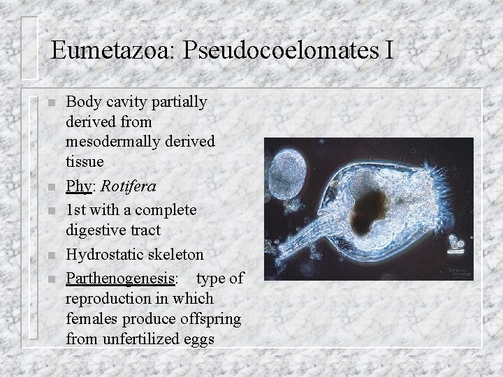 Eumetazoa: Pseudocoelomates I n n n Body cavity partially derived from mesodermally derived tissue