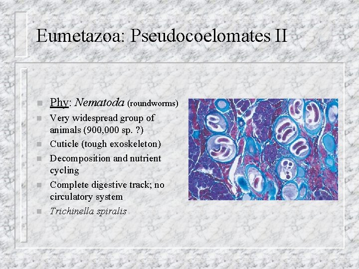 Eumetazoa: Pseudocoelomates II n Phy: Nematoda (roundworms) n Very widespread group of animals (900,