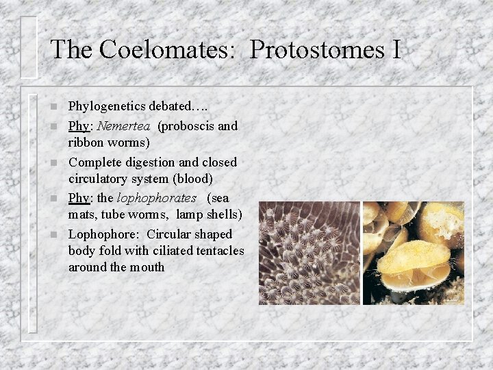 The Coelomates: Protostomes I n n n Phylogenetics debated…. Phy: Nemertea (proboscis and ribbon