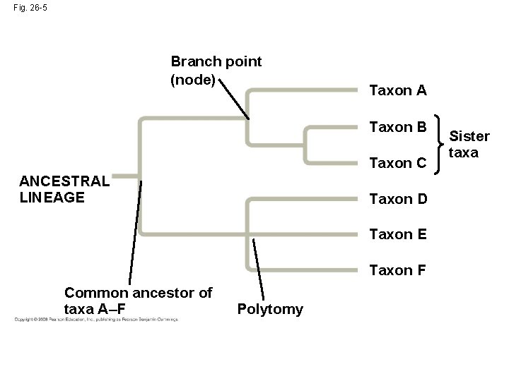 Fig. 26 -5 Branch point (node) Taxon A Taxon B Taxon C ANCESTRAL LINEAGE