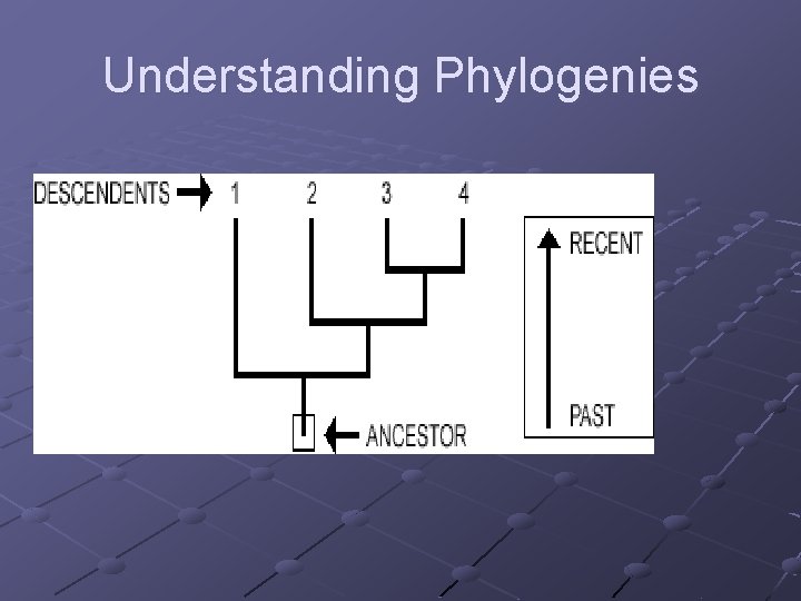 Understanding Phylogenies 