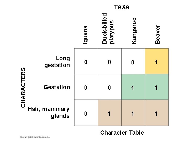 Iguana Duck-billed platypus Kangaroo Beaver CHARACTERS TAXA Long gestation 0 0 0 1 Gestation