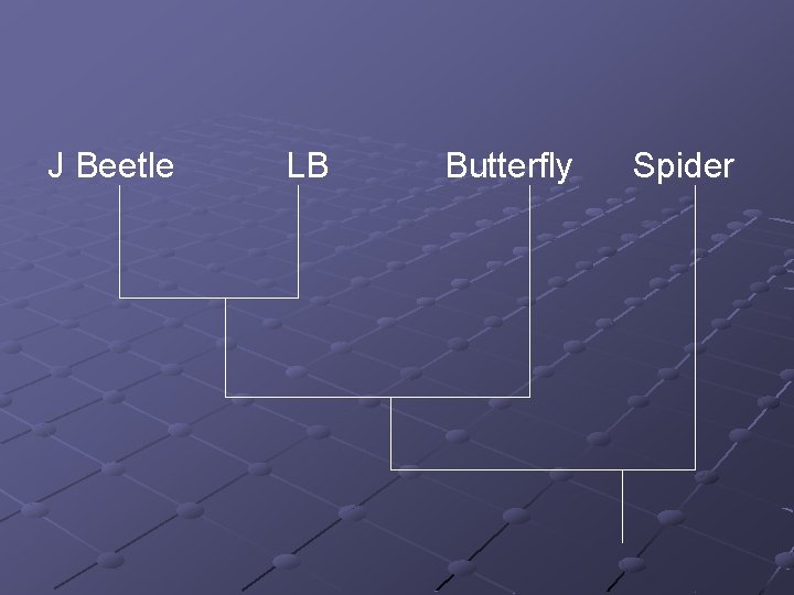 J Beetle LB Butterfly Spider 