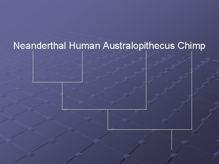 Neanderthal Human Australopithecus Chimp 