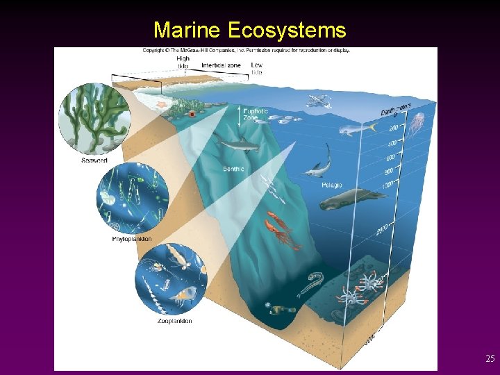 Marine Ecosystems 25 