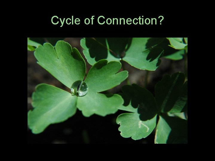 Cycle of Connection? 