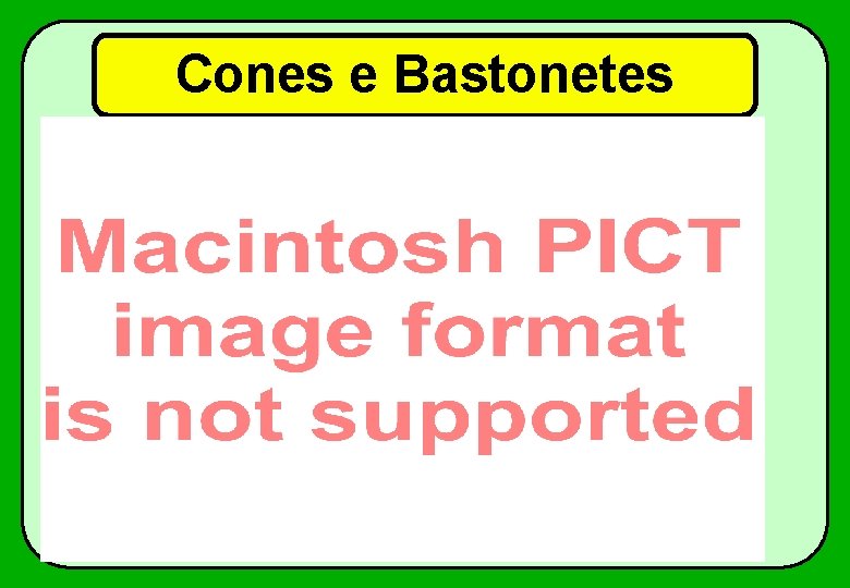 Cones e Bastonetes 