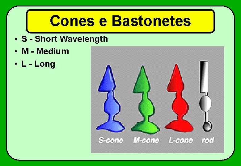 Cones e Bastonetes • S - Short Wavelength • M - Medium • L