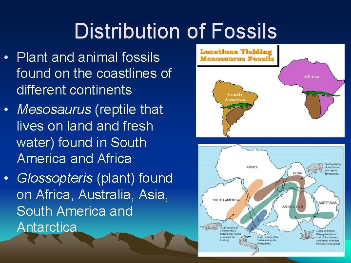 Distribution of Fossils • Plant and animal fossils found on the coastlines of different