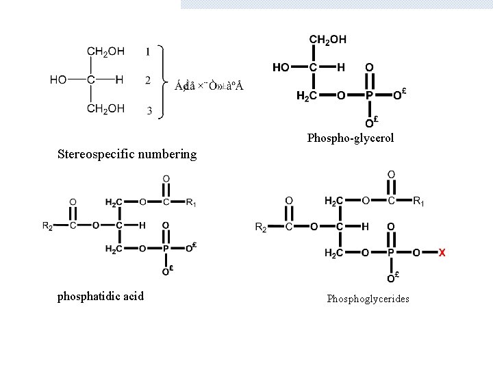 Phospho-glycerol Stereospecific numbering phosphatidic acid Phosphoglycerides 