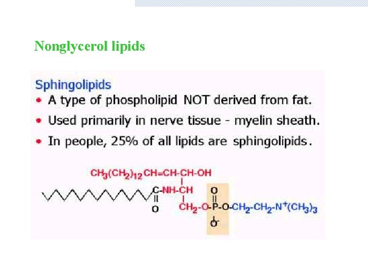 Nonglycerol lipids 