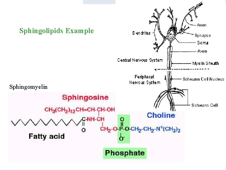 Sphingolipids Example Sphingomyelin 