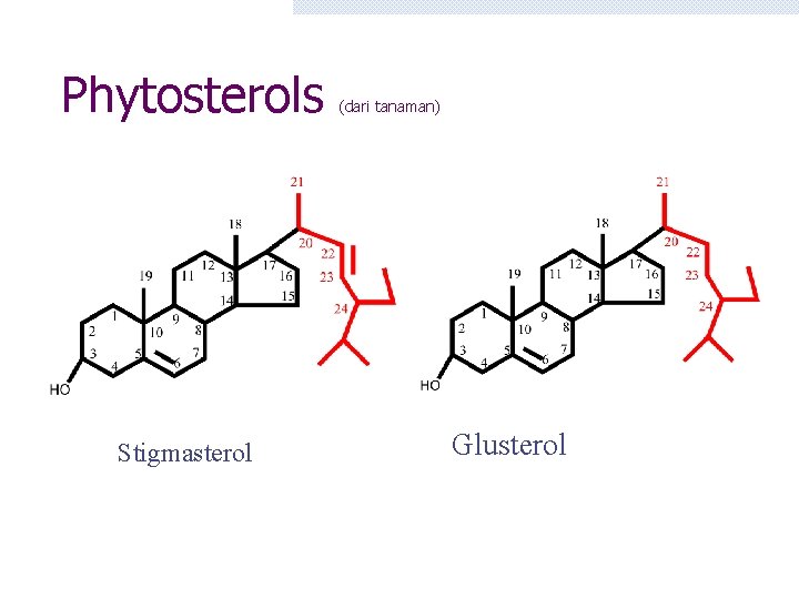 Phytosterols Stigmasterol (dari tanaman) Glusterol 