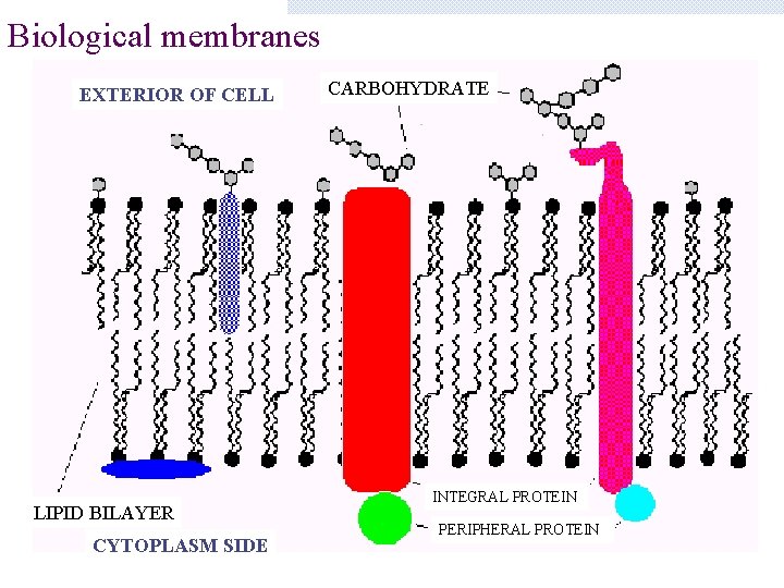 Biological membranes EXTERIOR OF CELL LIPID BILAYER CYTOPLASM SIDE CARBOHYDRATE INTEGRAL PROTEIN PERIPHERAL PROTEIN