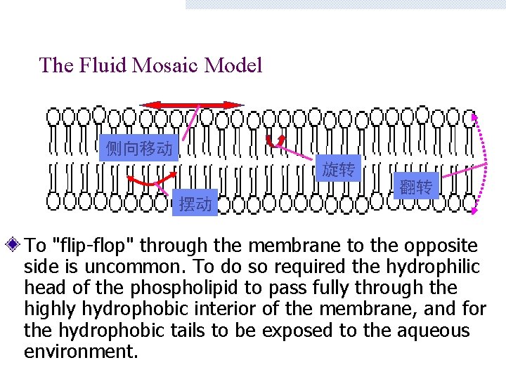 The Fluid Mosaic Model 侧向移动 旋转 翻转 摆动 To "flip-flop" through the membrane to