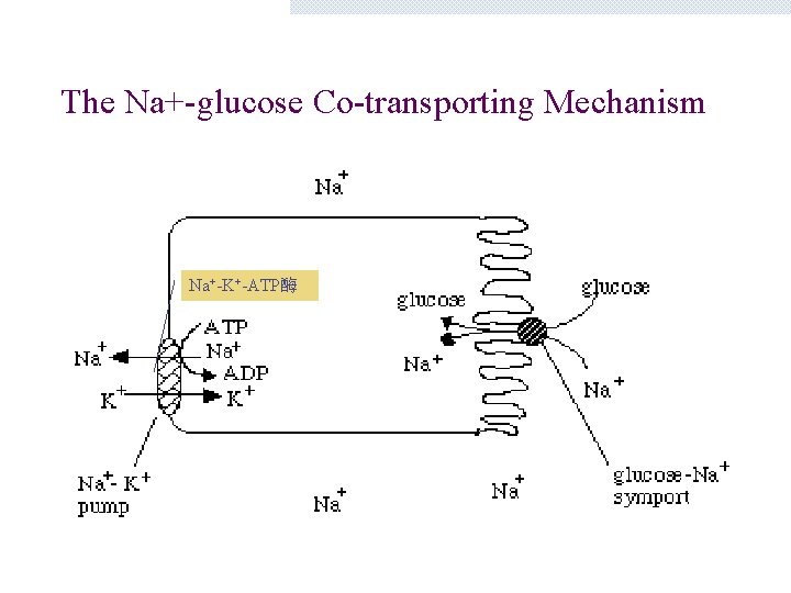 The Na+-glucose Co-transporting Mechanism Na+-K+-ATP酶 