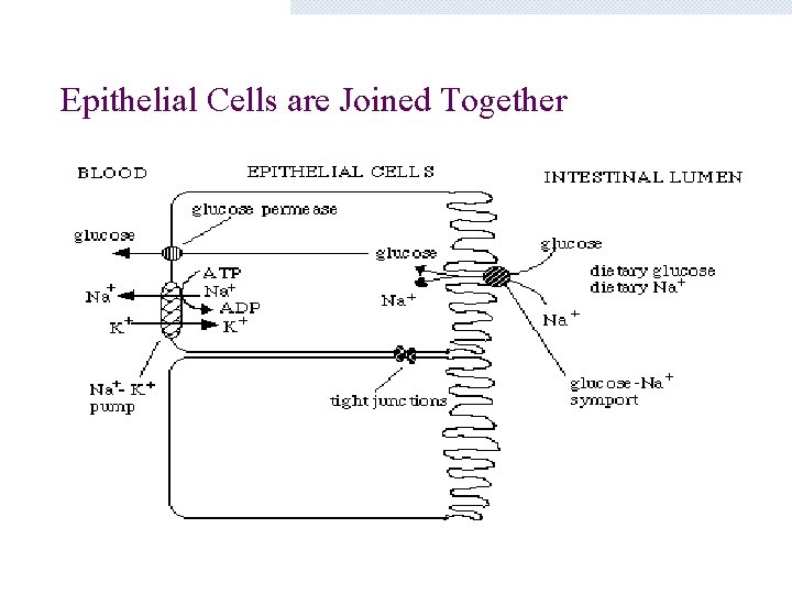Epithelial Cells are Joined Together 