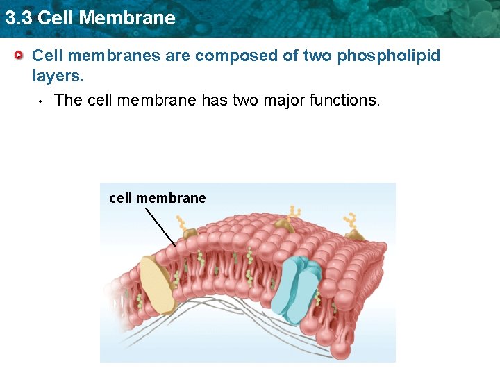 3. 3 Cell Membrane Cell membranes are composed of two phospholipid layers. • The