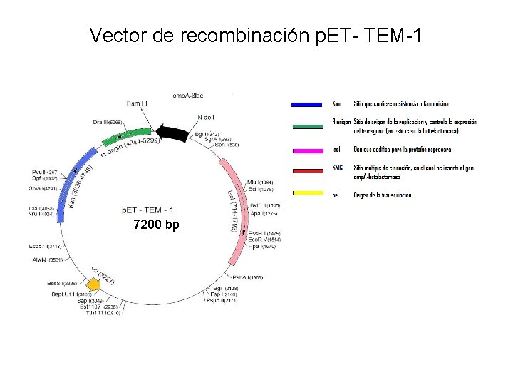 Vector de recombinación p. ET- TEM-1 7200 bp 