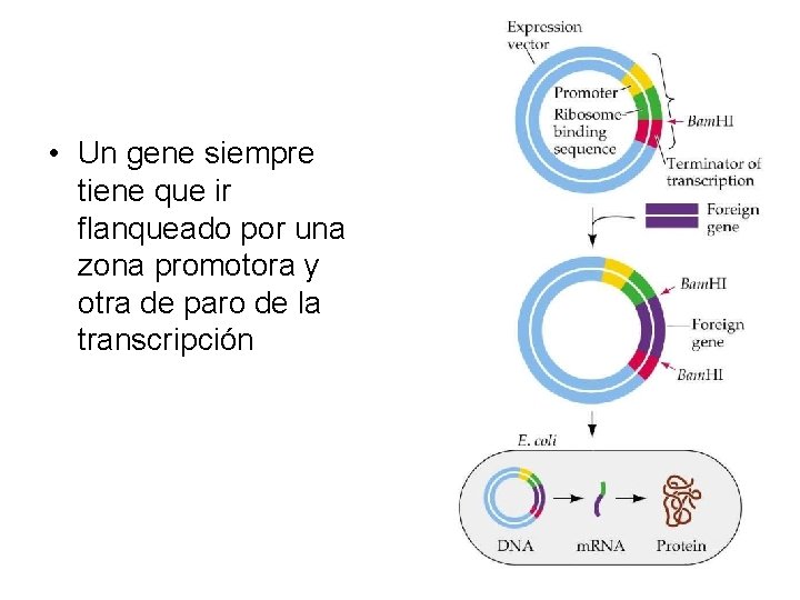  • Un gene siempre tiene que ir flanqueado por una zona promotora y