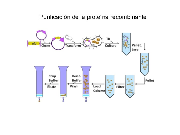 Purificación de la proteína recombinante 