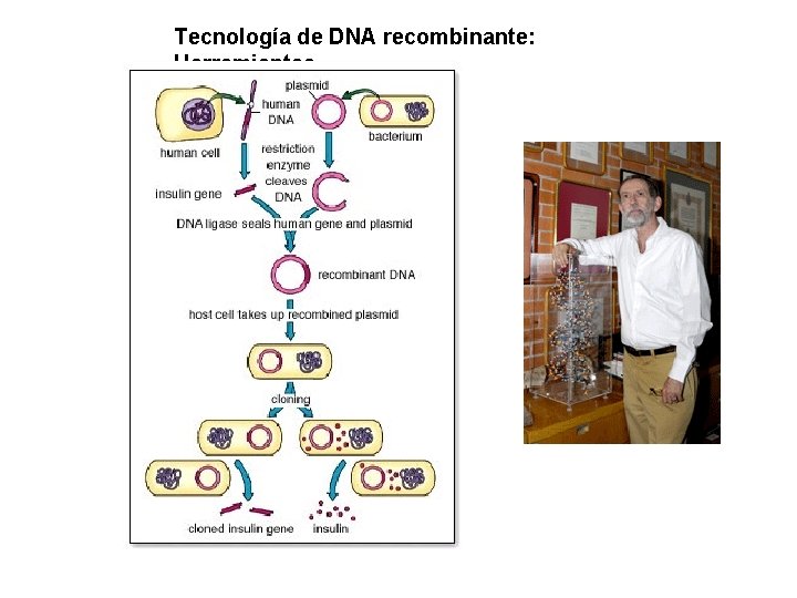 Tecnología de DNA recombinante: Herramientas 