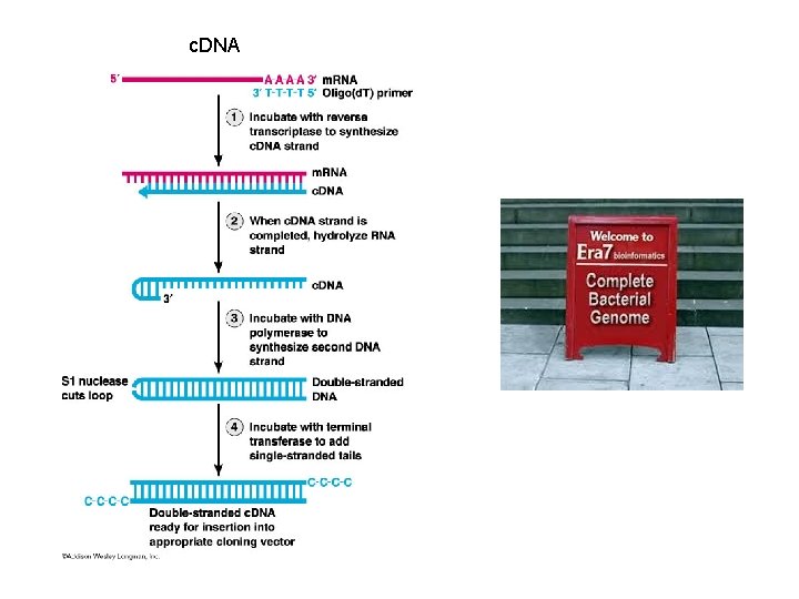 c. DNA 