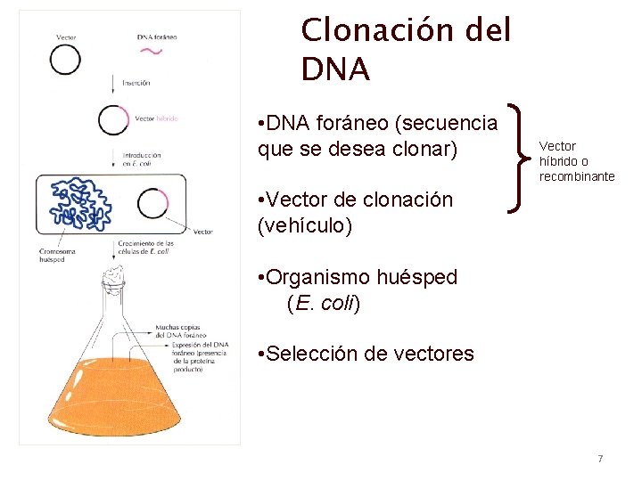 Clonación del DNA • DNA foráneo (secuencia que se desea clonar) Vector híbrido o