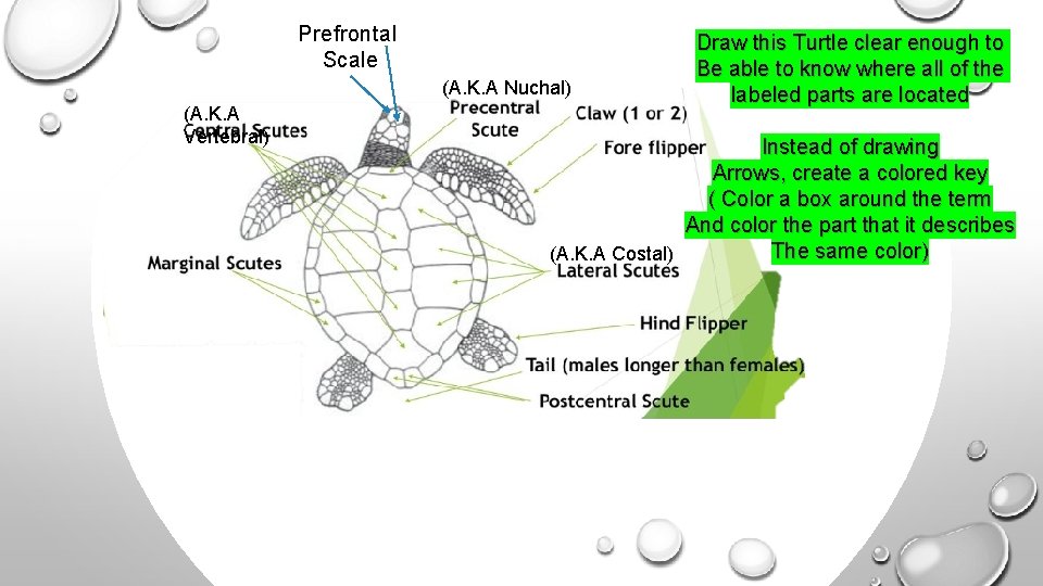 Prefrontal Scale (A. K. A Nuchal) (A. K. A Vertebral) Draw this Turtle clear